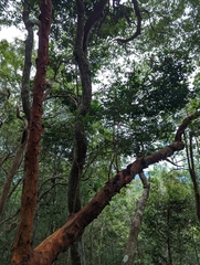 Dipterocarpaceae