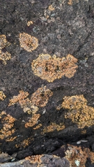 Teloschistales