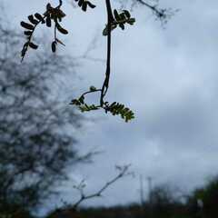 Vachellia macracantha