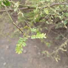 Vachellia macracantha