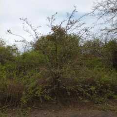 Vachellia macracantha