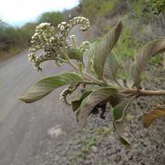 Heliotropium angiospermum