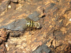 Dasysyrphus bilineatus