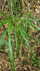 Freycinetia banksii