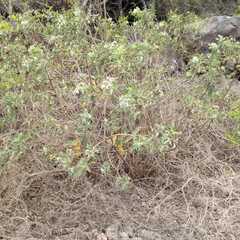 Heliotropium angiospermum