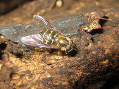 Dasysyrphus bilineatus