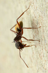 Dolichoderus extensispinus