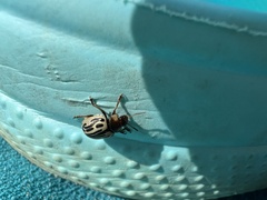 Zygogramma bicolorata