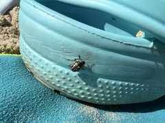 Zygogramma bicolorata