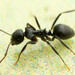 Melophorine Ants - Photo (c) Mark Ayers, some rights reserved (CC BY-NC), uploaded by Mark Ayers