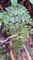 Hymenophyllum demissum