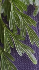 Hymenophyllum demissum