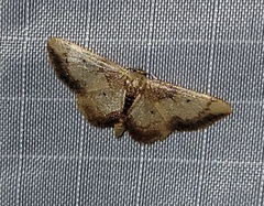 Idaea demissaria
