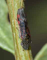 Homalodisca liturata