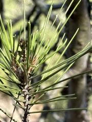 Pinus contorta