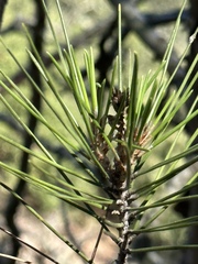 Pinus contorta