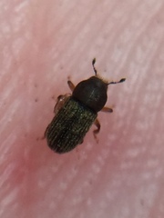 Dendrotrupes