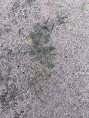 Erodium carolinianum
