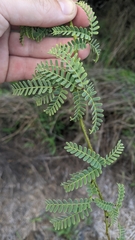 Prosopis pallida