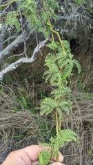 Prosopis pallida