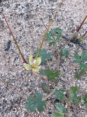 Erodium carolinianum
