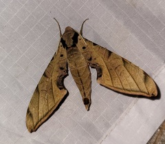 Protambulyx strigilis