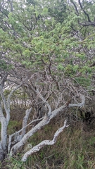 Prosopis pallida
