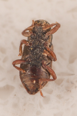Elmidae