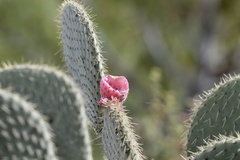 Opuntia leucotricha