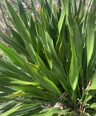 Doryanthes excelsa