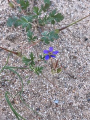 Erodium carolinianum