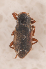 Elmidae