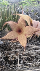 Stapelia gigantea