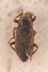 Elmidae