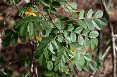 Dalbergia nitidula
