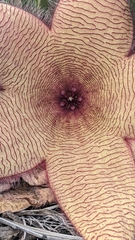 Stapelia gigantea