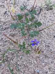 Erodium carolinianum
