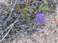 Erodium carolinianum