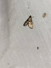 Elophila obliteralis
