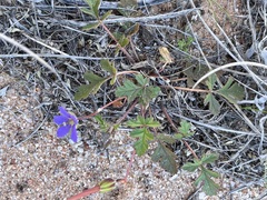 Erodium carolinianum