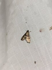 Elophila obliteralis