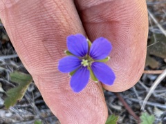 Erodium carolinianum