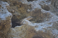 Troglodytes aedon chilensis