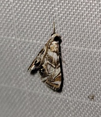 Eoparargyractis irroratalis