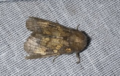 Papaipema cataphracta