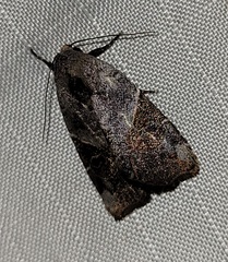 Gonodes liquida