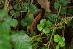 Scutellaria playfairii