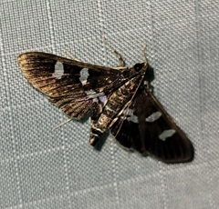 Desmia deploralis
