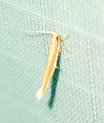 Pyroderces albistrigella