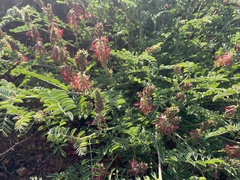 Indigofera oxytropis